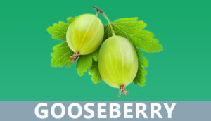 Gooseberry